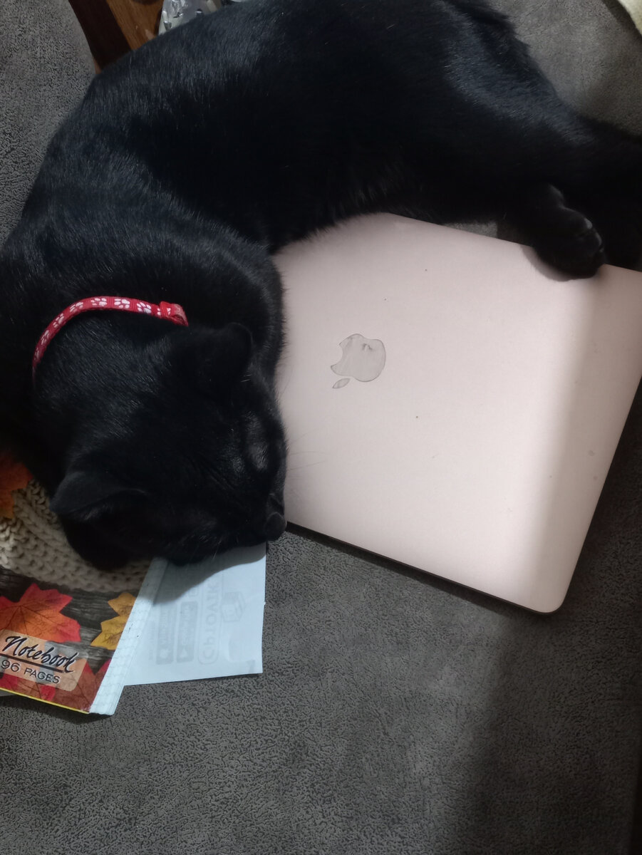 Мой кот тоже за правильный контент )))