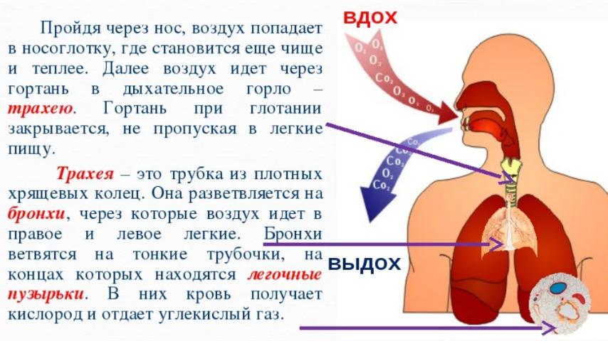 Механизм вдоха и выдоха схема