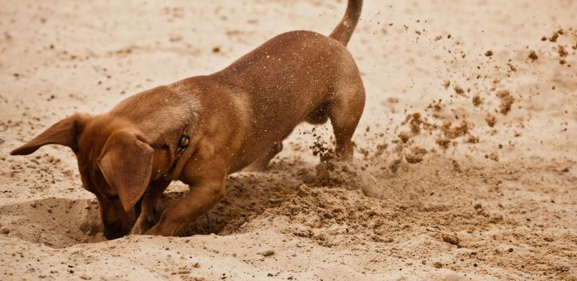 Почему собака роет ямы во дворе и как отучить ее от этой привычки