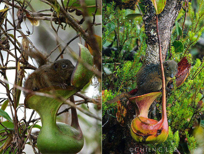 Тупайки на непентолчках фирмы Nepenthes lowii. Фото: Clarke et al., 2009, Chien Lee.