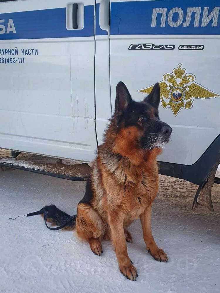    В Югре ищут хорошего хозяина для ушедшей на пенсию служебной собаки