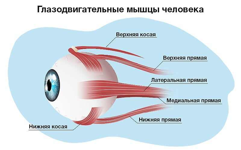 Мышечное зрения