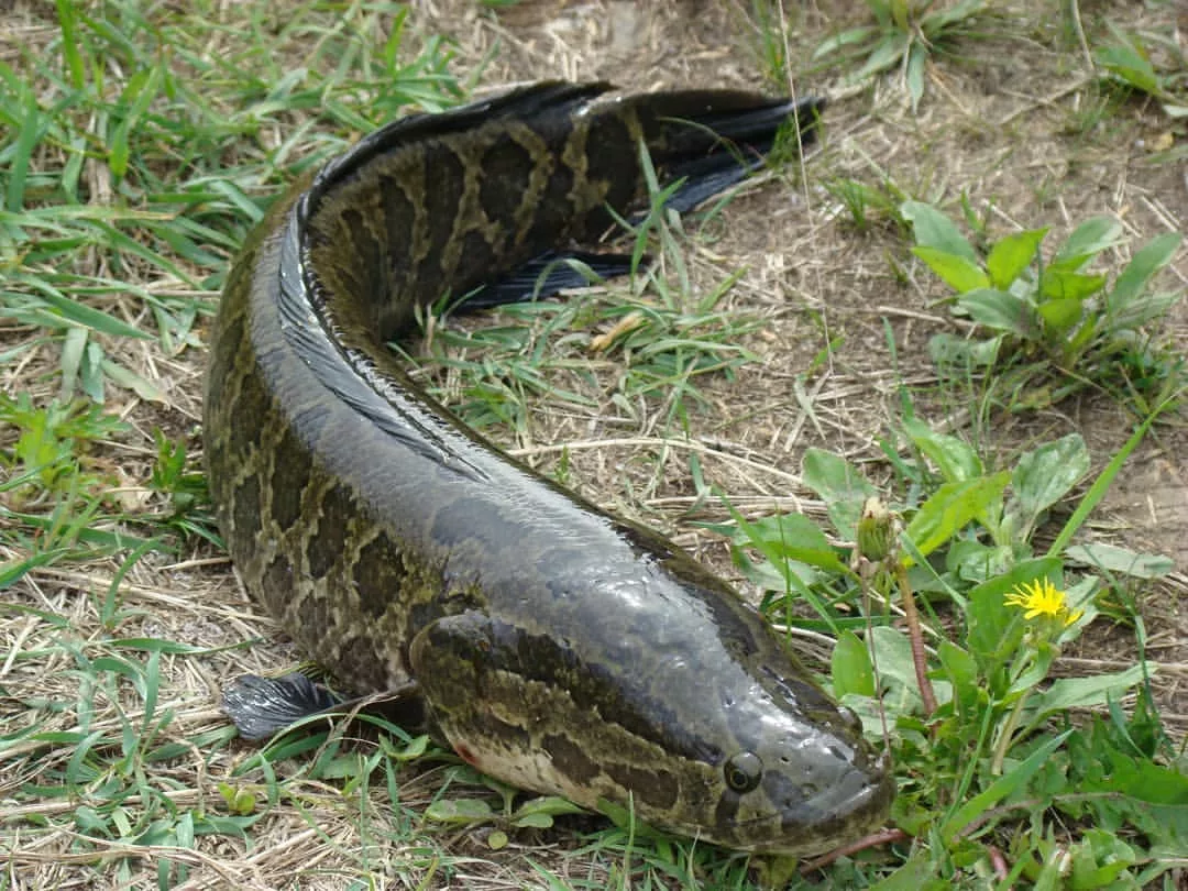 18 BIZARRE Photos Fact Of Two Headed Snake Reckon Talk Weird animals, Weird crea