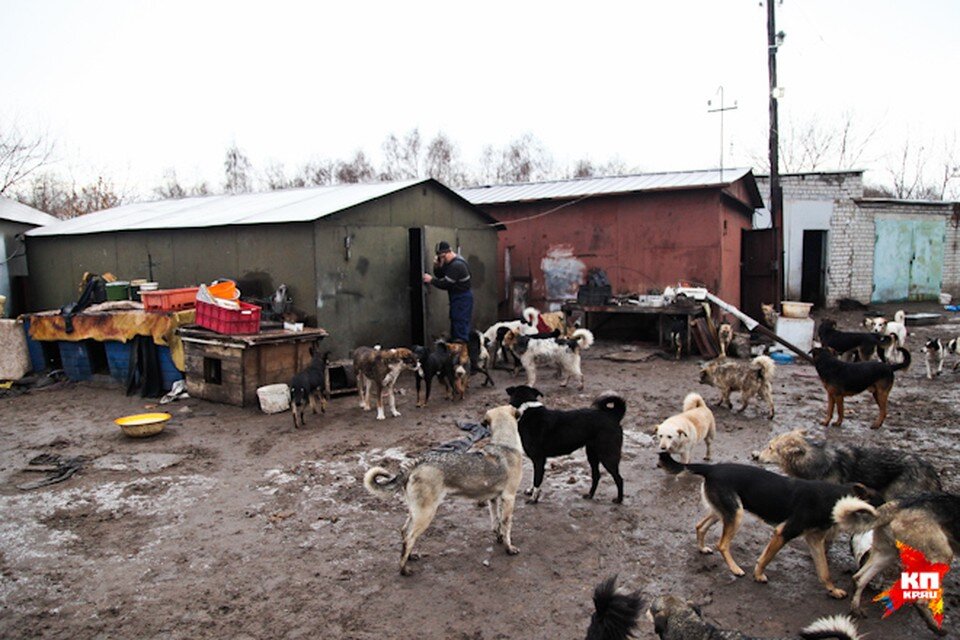 Приют воронеж. Собачьи приюты в Воронеже.