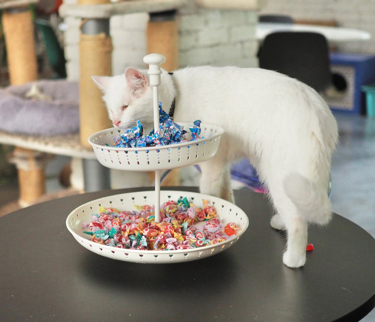 Подкармливая питомцев праздничными блюдами, мы рискуем не только здоровьем, но и жизнью братьев наших меньших