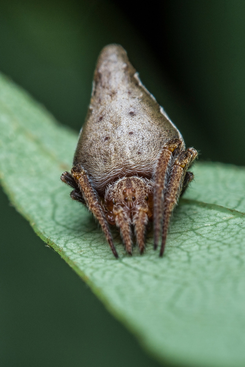 Eriovixia gryffindori  Источник: https://spideridentifications.com/sorting-hat.html
