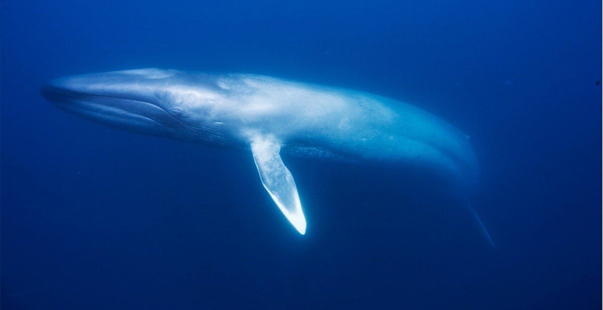 Синий кит, самое крупное живое существо на планете, большую часть времени находится под водой. Эти гигантов вроде бы не должно заботить то, что происходит над поверхностью океана.