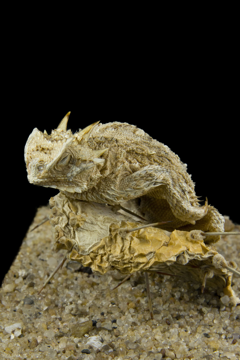 Phirosoma cornutum Техасская рогатая ящерица Экспонат Зоологического музея и гербария им. Э.А.Эверсмана 
Из музея естественной истории Канзасского университета, 1941г.