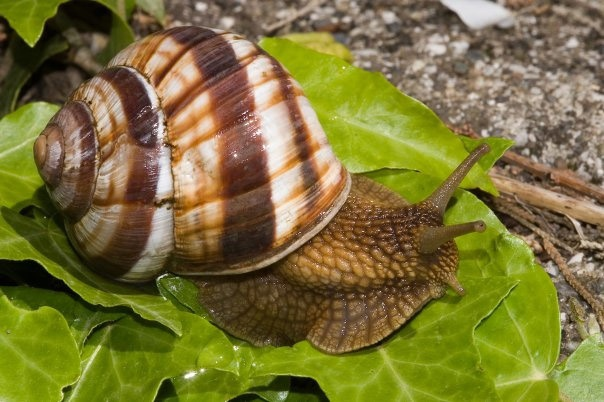 Helix pomatia - Виноградная улитка  
Автор: Андрей Беспятых - заведующий отделом Беспозвоночных животных Зоологического музея и гербария им. Э.А.Эверсмана.