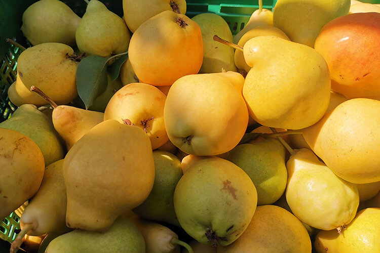    «Если у вас нет грушевых деревьев на своем участке, замечательный вкус спелой груши будет неведом вам как в свежем, так и в сушеном виде» Фото предоставлено Сергеем Никифоровым