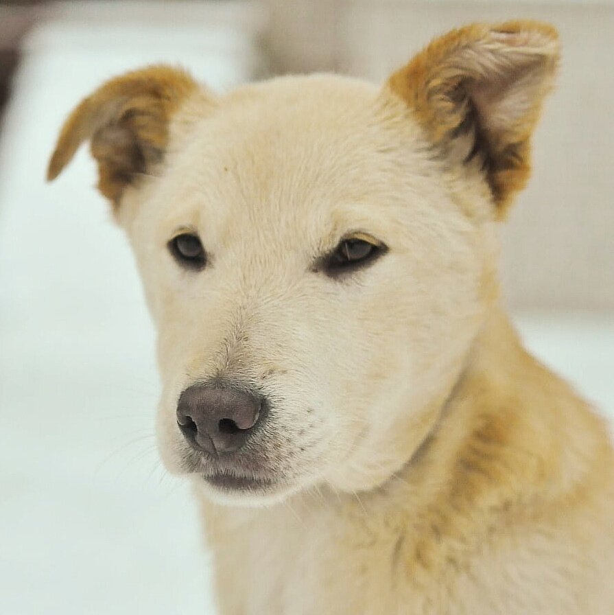 Ра-та-та-та стасяо. Ти ши. Легенды лу чжао яо дорама. Ти ши. Ти ши.