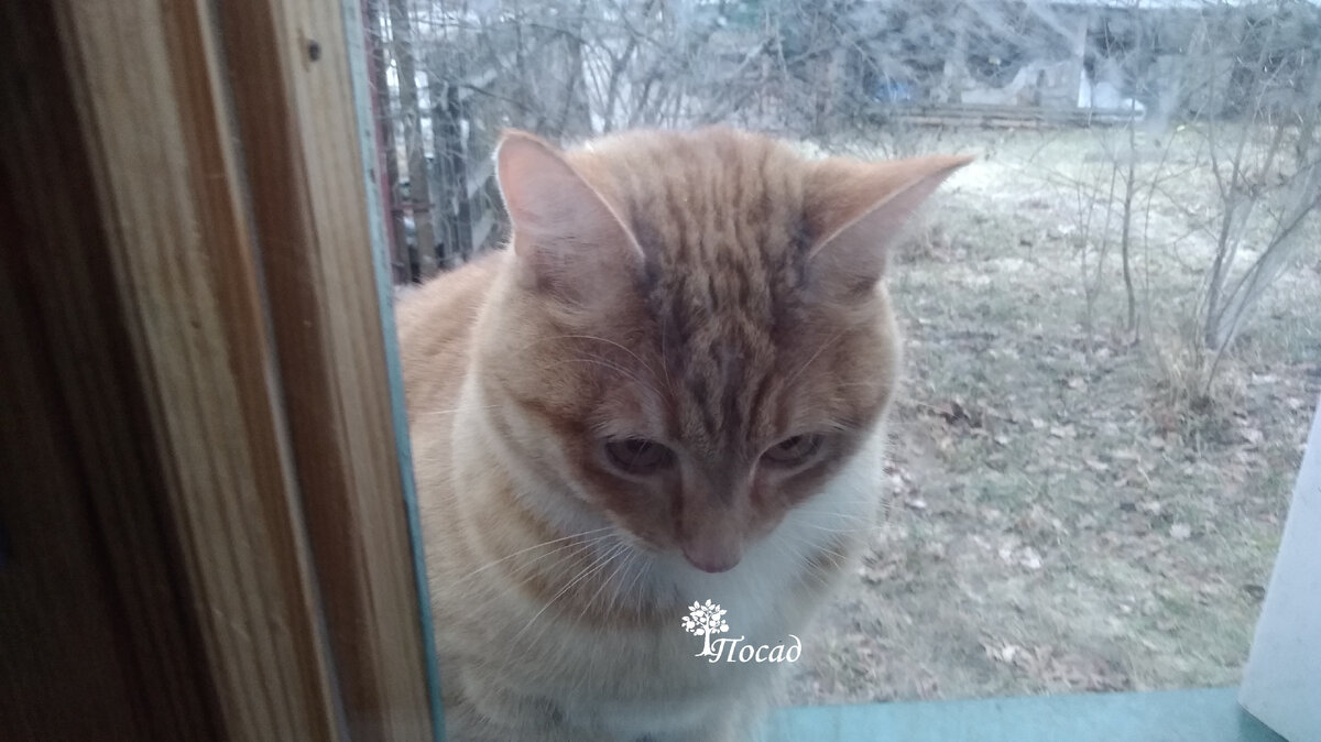 Нагулялся я, хозяйка...