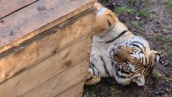 Молодой тигр Персик разыгрался как котенок) Тайган