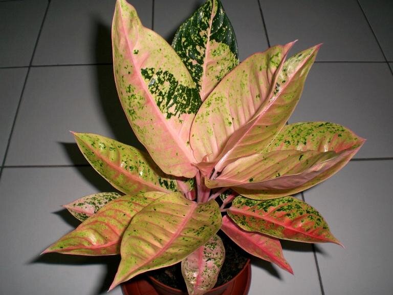 аглаонема тай. аглаонема джубайль. аглаонема кочин. аглаонема круглолистная.