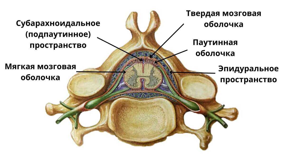 Анатомия шейного отдела