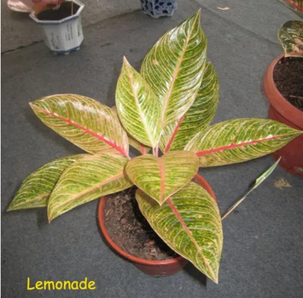 Aglaonema Lemonade