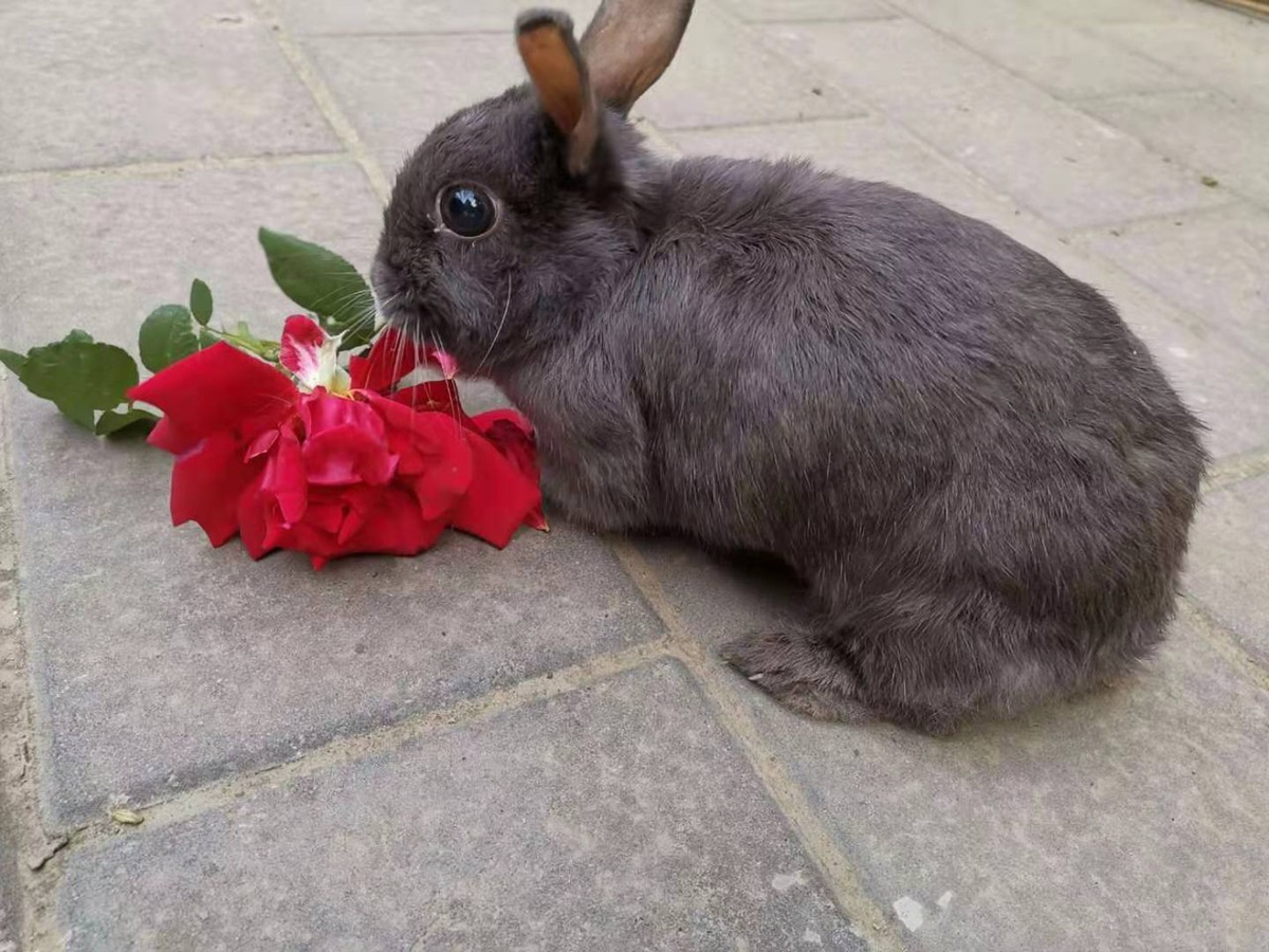 Мисс, этот прекрасный цветок я не съел специально для вас!