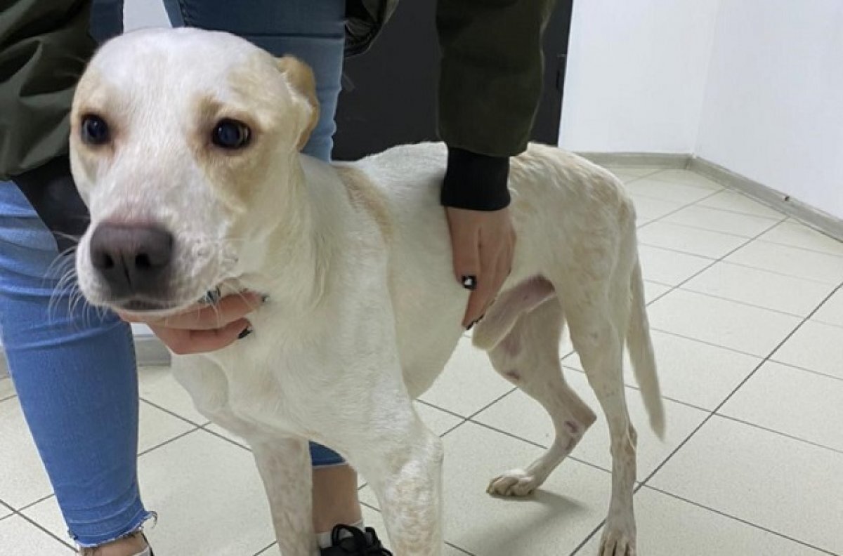    Собаку, которую хотели усыпить на Ставрополье, спасли в Санкт-Петербурге