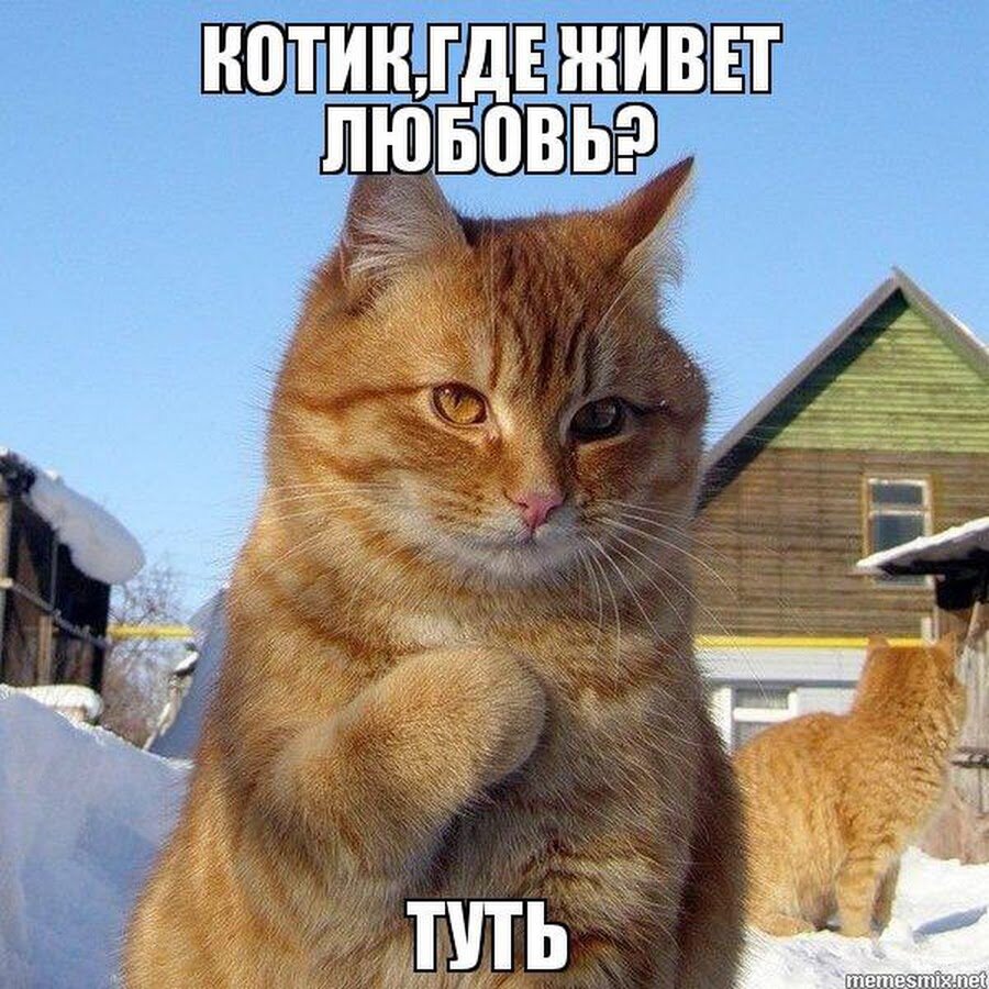 Ужинаем: я — супом, кот — колбасой.