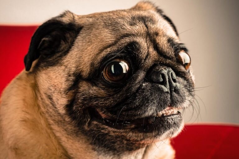 Ругали тогда Кекса, хотя сами виноваты были