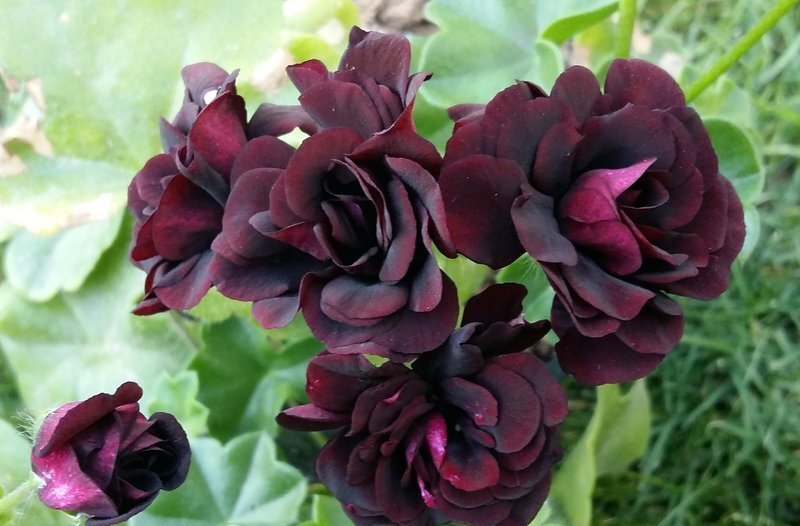 пеларгония  Royal Black rose  