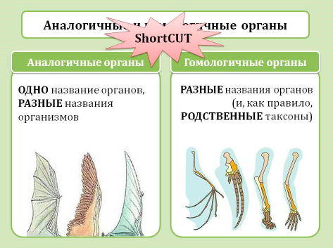 Какие органы являются гомологичными