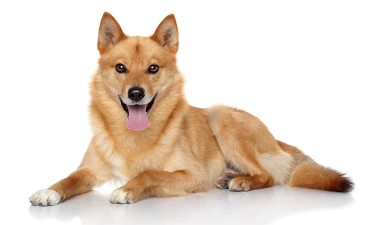 Чем больше лайков и подписок, тем длиннее язык! 😝 