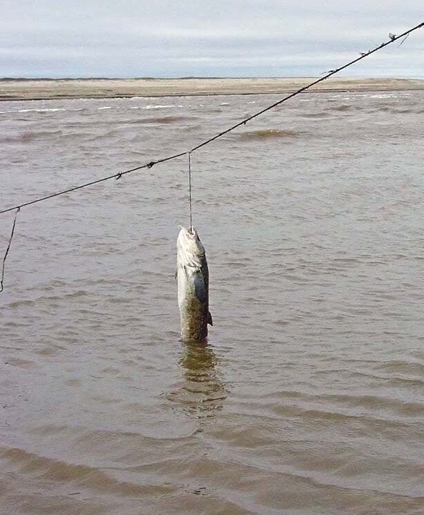 Перемет рыболовный на сома длина 110 метров, 21 крючок