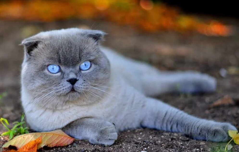 Скоттиш фолд. Вислоухий британец голубоглазый. Шотландский кот с голубыми глазами. Вислоухий кот с голубыми глазами. Голубоглазые кошки вислоухие.