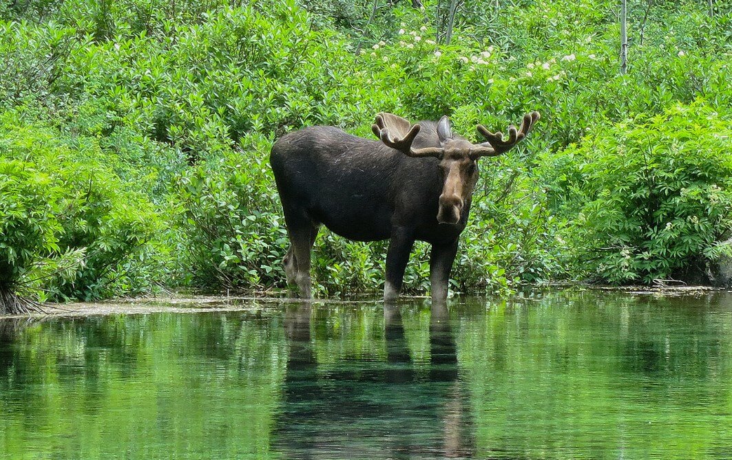 Лось. Фото с сайта flickr.com