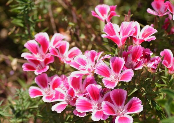 5 красивых цветов для сада, за которыми легко ухаживать