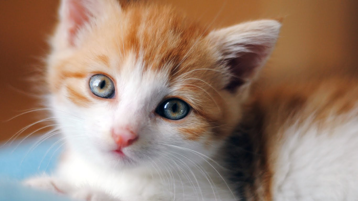 Порода кошек белые с рыжими ушами. Рыже белый котенок. Рыжий котёнок. Рыже белые коты. Милые котики.