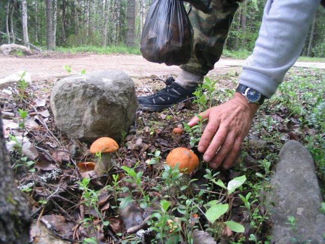 Грибы возле. Грибы около дороги. Грибы у дороги. Грибы растущие у дороги. Грибы вдоль дорог.