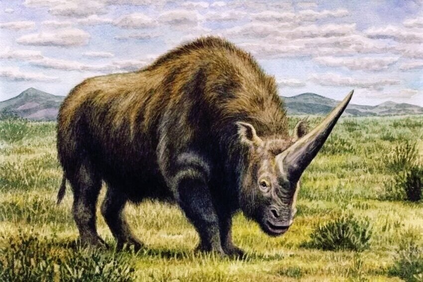 Эласмотерий. Материал взят из открытых источников. 