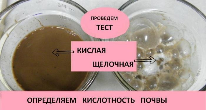 Сода, уксус и горсть земли: самые простые способы определить кислотность почвы