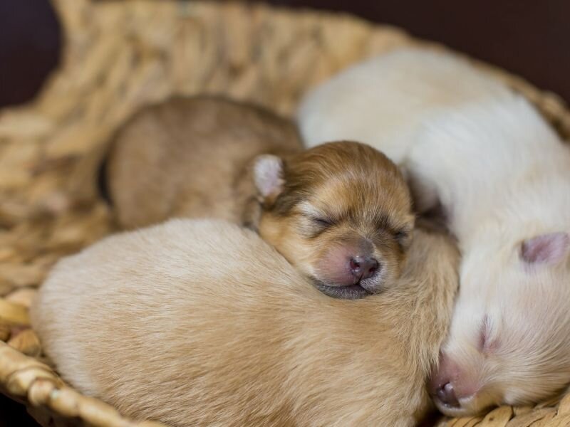 Источник фото: https://www.hillspet.com/content/dam/cp-sites/hills/hills-pet/en_us/exported/dog-care/Skyword/images/newborn-pomeranian-puppies-sleeping-SW.jpg