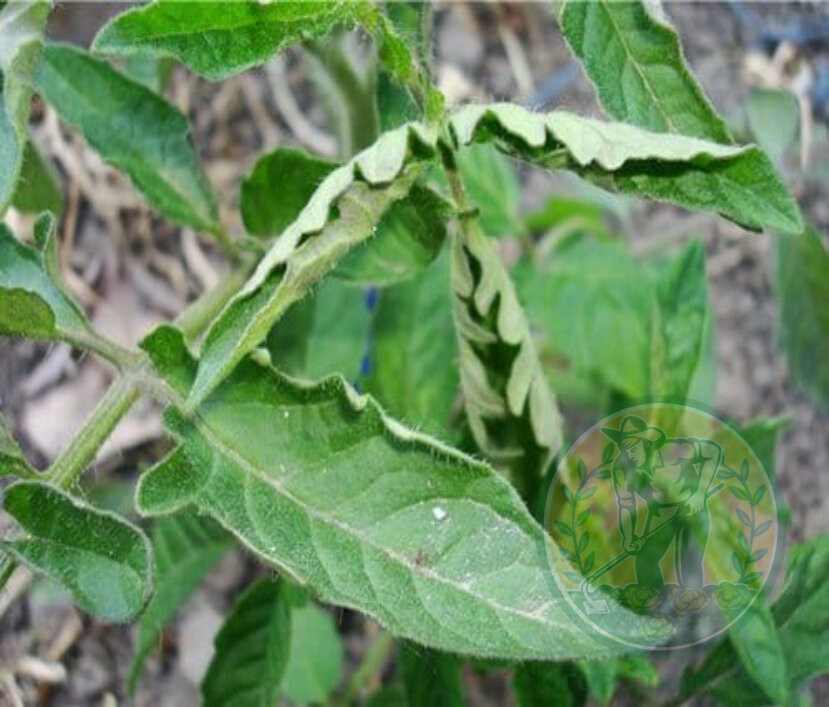 Подписывайтесь на канал и прокачивайте ваш огород!)