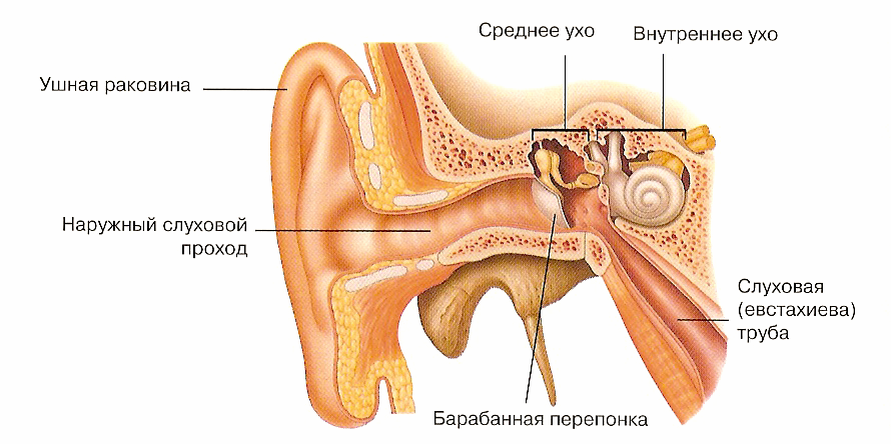 Барабанная перепонка отделяет слуховые. Строение органа слуха наружное ухо. Строение уха человека. Строение органа слуха наружное ухо среднее ухо внутреннее ухо. Строение уха человека наружное среднее внутреннее.