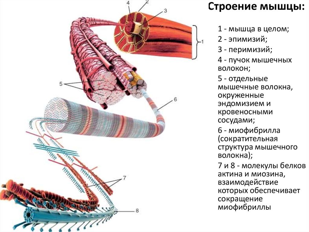 Строение мышц. Строение мышцы. Что представляет собой мышечное волокно. Блоки мышц строение. Миология мышечного волокна.