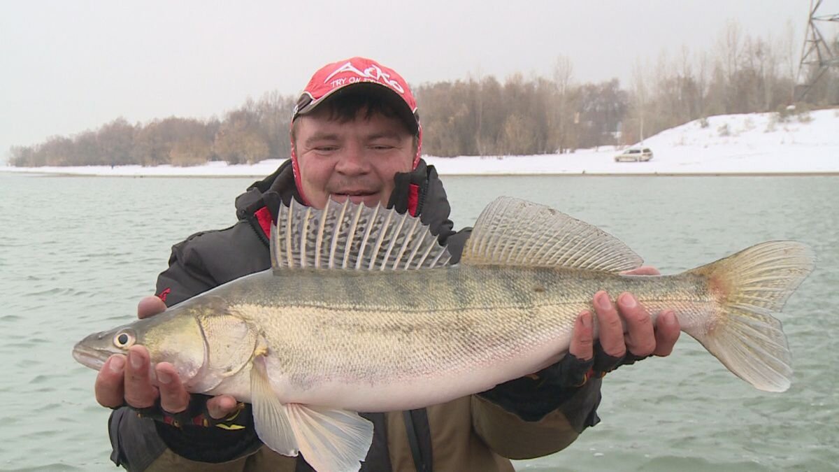 Новосибирск фишингсиб рыбалка. Зимняя рыбалка на судака в новосибирской области. Рыбалка в спирино новосибирская область. Вести с водоема овх. Вести с водоемов новосибирск.