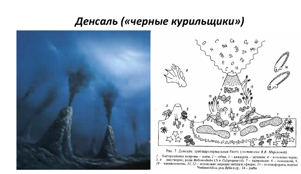 Черные курильщики экосистема. Черный курильщик экосистема. Схема гидротермального источника черные курильщики. Схема строения черного курильщика. Строение черного курильщика.