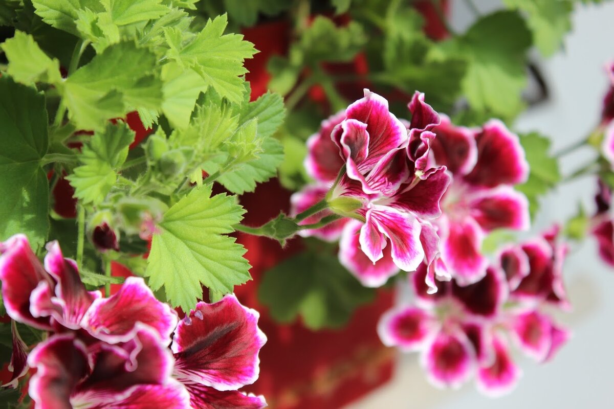 Мои цветы. Оказалось, что мне очень нравится ими заниматься. И да, они очень благодарные - радуют красотой постоянно