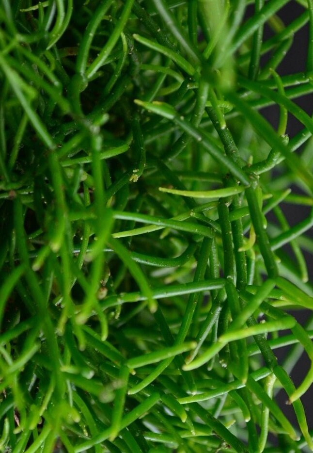 Rhipsalis cassutha