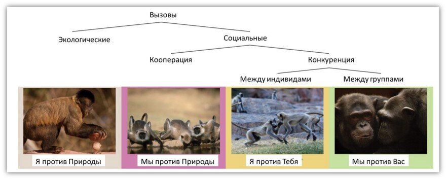 Экологическая и социальная гипотезы эволюции мозга основаны на четырёх типах вызовов, каждый из которых запускает специфический эволюционный процесс. Источник: https://doi.org/10.1038/s41586-018-0127-x