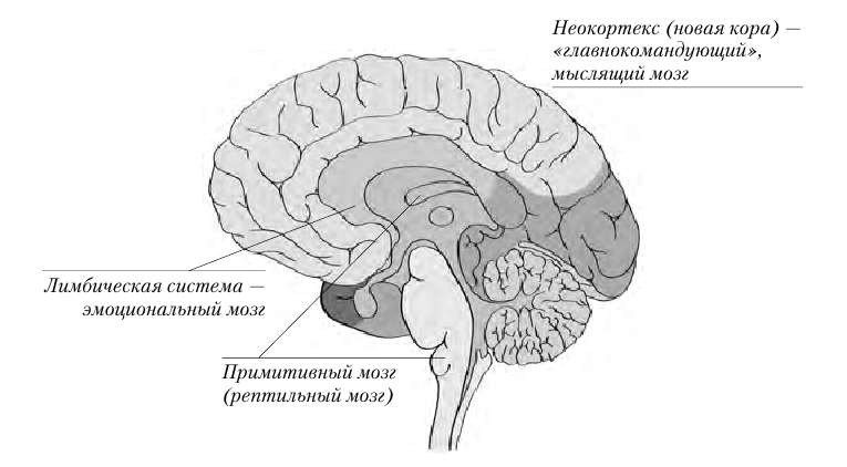 древний рептильный мозг. лимбическая система, кора и рептильный мозг. маклин триединый мозг. модель триединого мозга пола маклина. теория триединого мозга пола маклина.