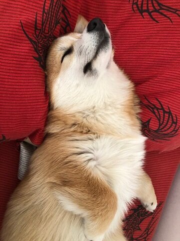 Вот так я подставляю животик, чтобы меня гладили.