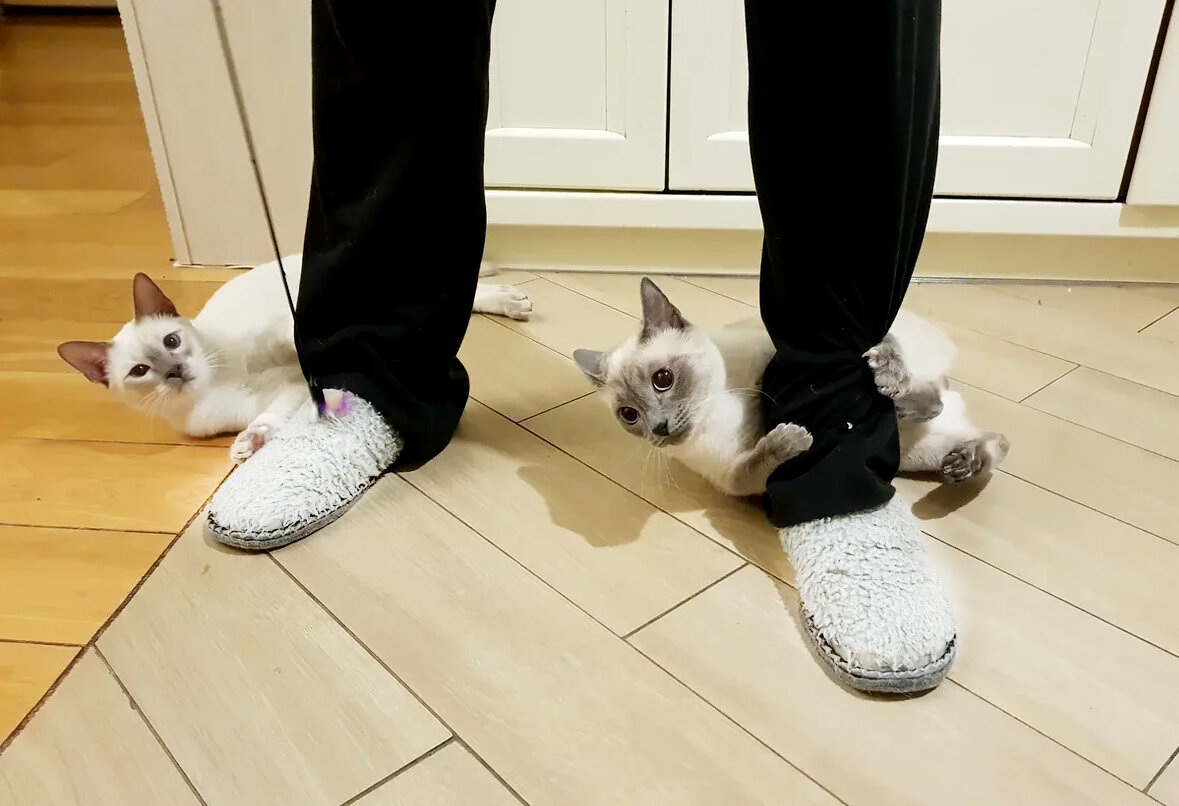 Поддаются ли кошки дрессировке? | КОТО🐈БЛОГ | Дзен