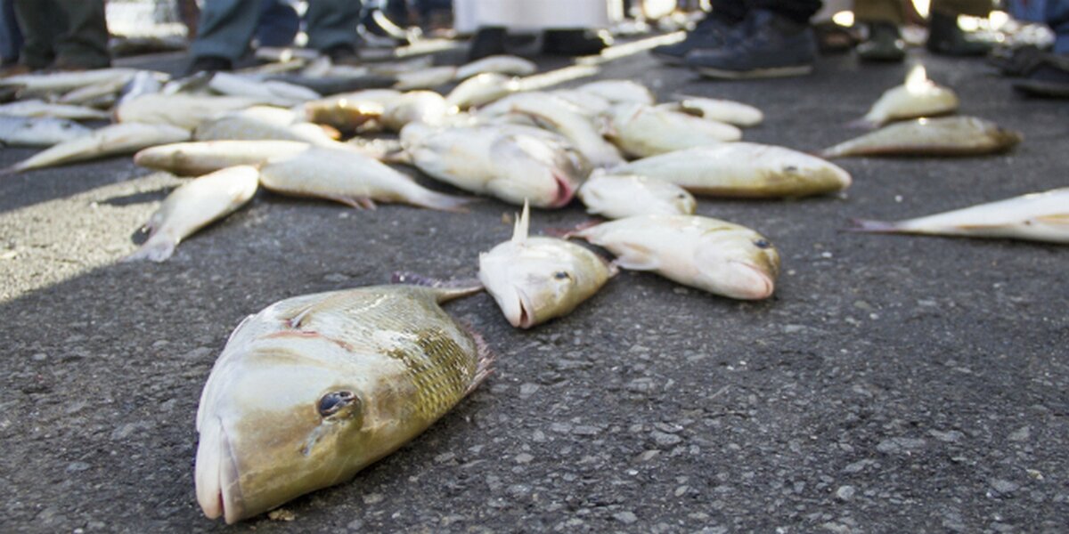 рыбий ливень в гондурасе. рыбный дождь в гондурасе. рыбный дождь в гондурасе. йоро гондурас рыбный дождь. дождь из рыбы.