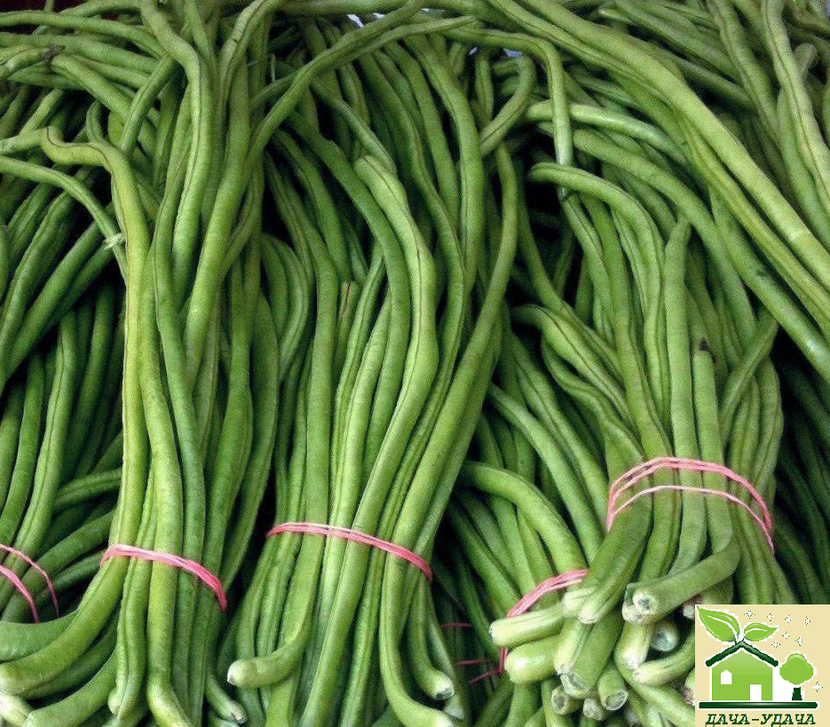 Особенности внешнего вида и цветочности