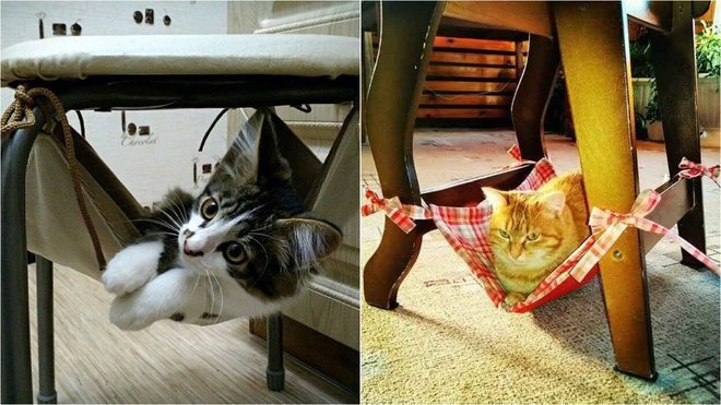 © Instagram @guzolnanto, @zooplay.store